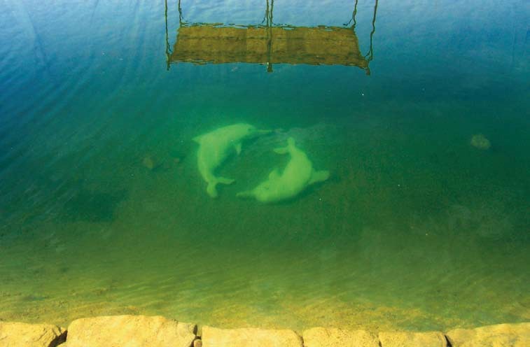 EM Keramik für klares Wasser