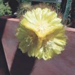 Kakteenblüte mit EM