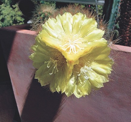 Kakteenblüte mit EM