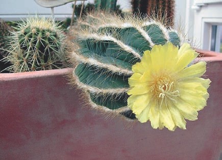 Kakteenblüte mit EM
