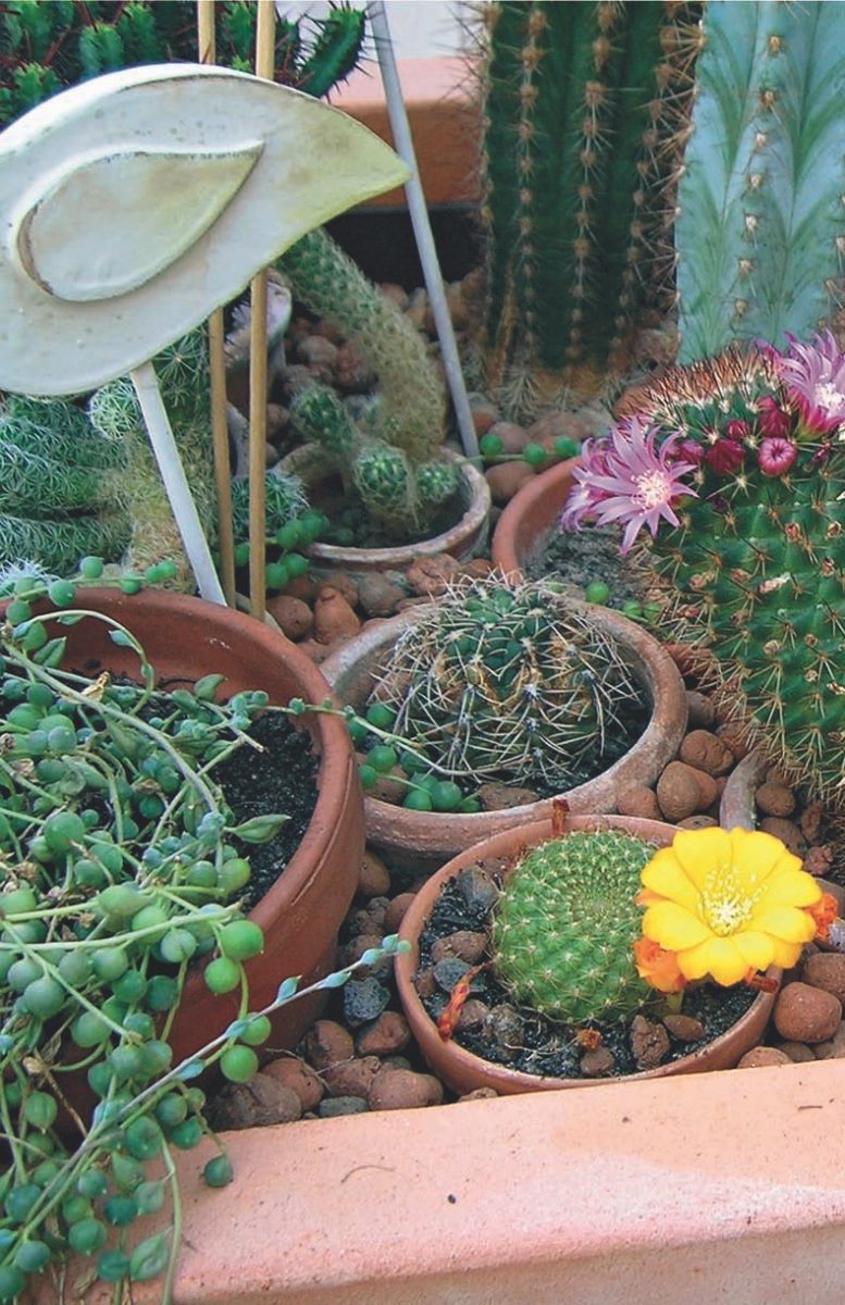 Kakteenblüte mit EM