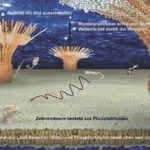 Zellmembrane