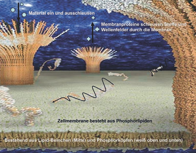 Zellmembrane