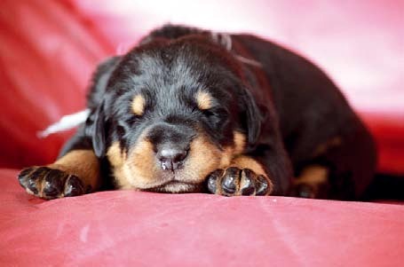 Beauceron Welpe