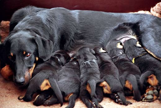 Beauceron-Hündin