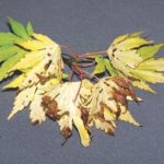 Ahornblatt vergiftet
