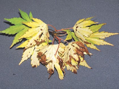 Ahornblatt vergiftet