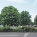 Von Heike Hickel in Berlin-Kreuzberg gepflegte Kastanien.