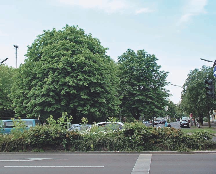 Von Heike Hickel in Berlin-Kreuzberg gepflegte Kastanien.