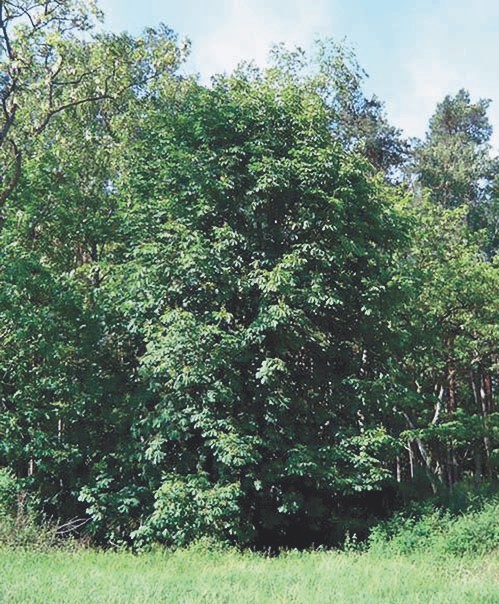 Kastanienbehandlung in Hamburg