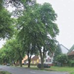 Lindensanierung in Berlin