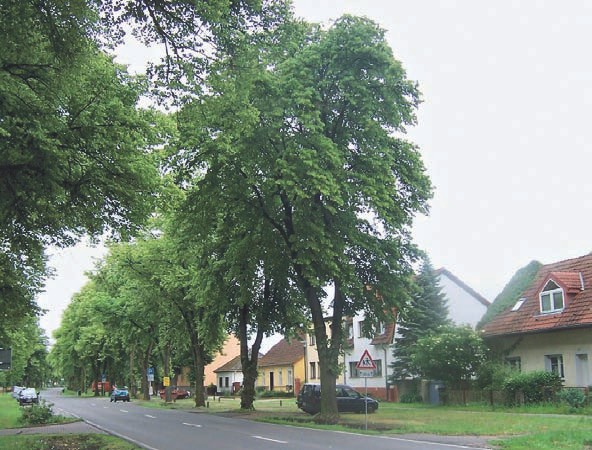 Lindensanierung in Berlin