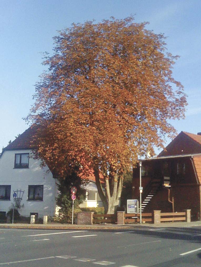 Vergleichs-Kastanie Anfang Oktober