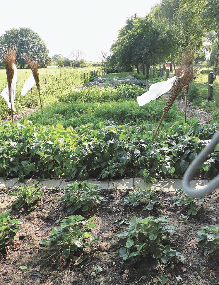 Vielfalt im EM-Gemüsegarten
