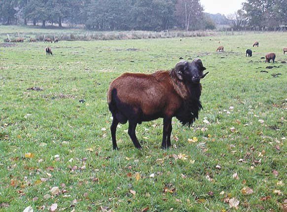 Kamerunschaf