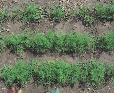 Dill mit Terra Preta