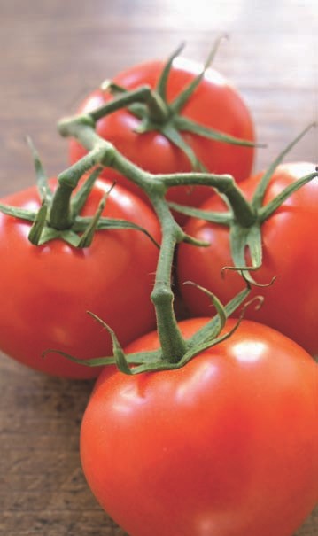 Knallrote, große und ausgezeichnet schmeckende Tomaten!