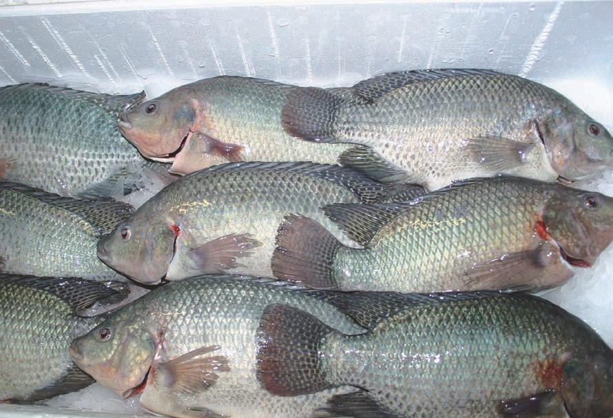 Die Tilapia entwickeln sich prächtig.
