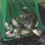 Die Fische entwickeln sich gut.
