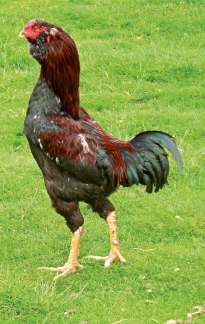 Junger Tuzo-Hahn