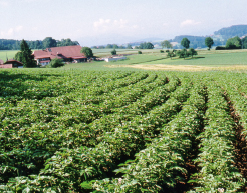 Gesunder Bio-Kartoffelacker