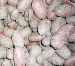 Urgesteinsmehl stärkt Kartoffeln zusätzlich