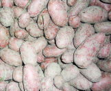 Urgesteinsmehl stärkt Kartoffeln zusätzlich