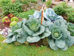 Bokashi-versorgter Gemüsegarten
