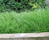 gut entwickelte Grassamen