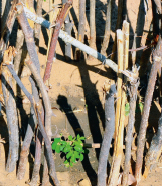 Moringa-Pflänzchen