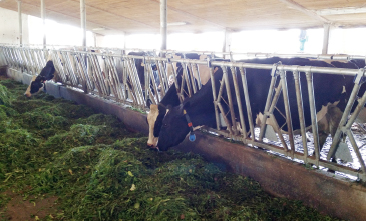 Silofreie Milch durch EM-Gras im Sommer, Heu im Winter
