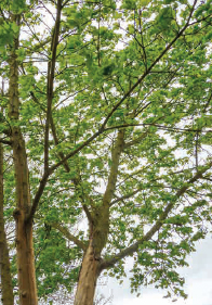 Der Ahorn im April 2019