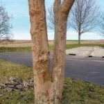 Ton-EM-Keramikmasse klebt teilweise am Baum