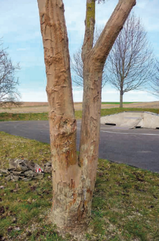 Ton-EM-Keramikmasse klebt teilweise am Baum