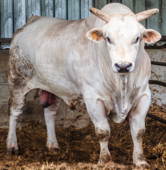 Junger, kraftvoller aber entspannter Chianina-Bulle
