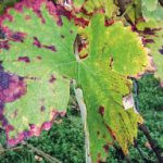 Weinblätter mit EM besprüht