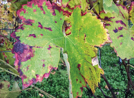 Weinblätter mit EM besprüht