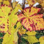 Weinblätter ohne EM-Behandlung