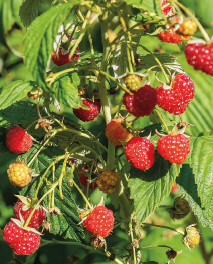 Üppige EM-gepflegte Himbeeren