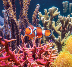 Fische düngen die Korallen