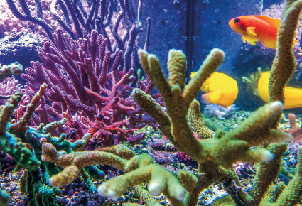 Gesunde, leuchtende Korallen im Aquarium mit Hilfe von EM