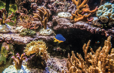 Bunte tropische Fische bereichern die Aquarien