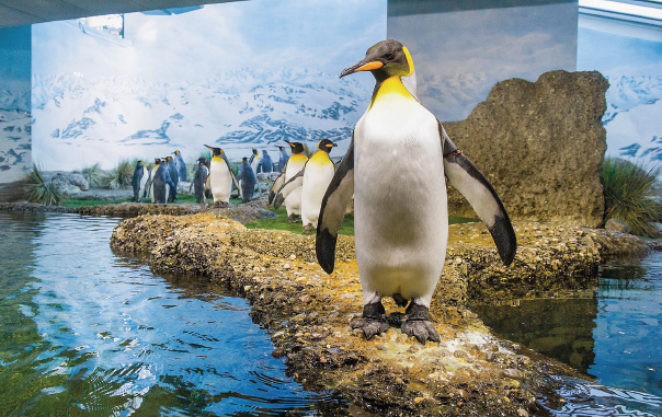 Königspinguine: durch EM saubere und gesunde Füße (Foto: Zoo Zürich, Jean-Luc Grossmann)