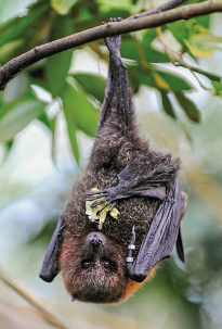 Flughunde im Masoala Regenwald (Foto: Zoo Zürich, Karsten Blum)