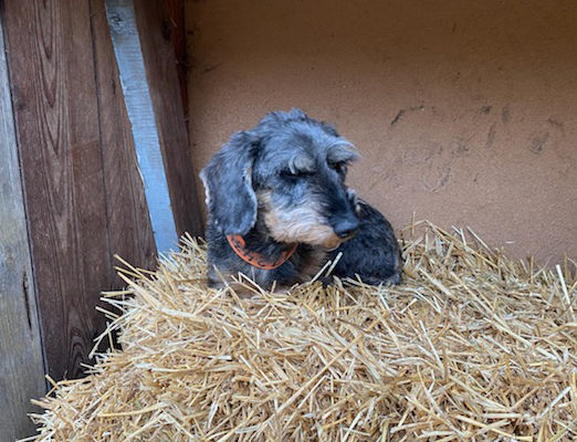Hund