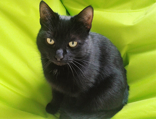 Katze Jeannie
